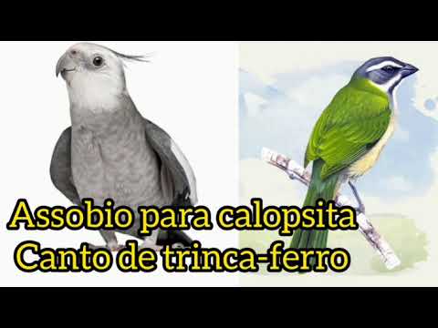ASSOBIO PARA CALOPSITA - CANTO DE TRINCA FERRO
