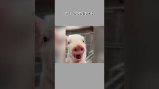 癒し力が強すぎるミニブタ登場#動物