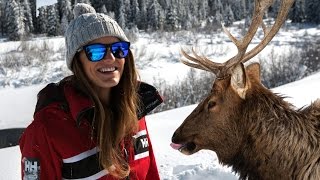 Wildlife in Jackson Hole, Wyoming