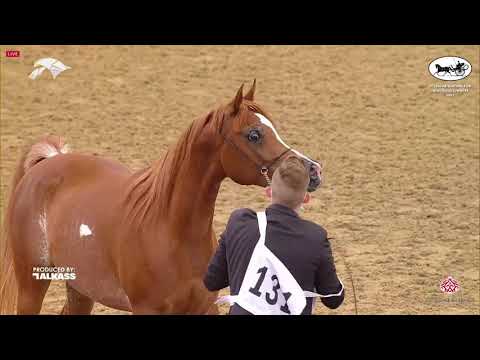 N 131 NAJA AL NASSER   6th Qatar Nat  Arabian Peninsula HS for individual Owners   Mares 4 6 Years O