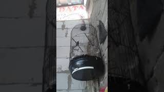 Download lagu KONIN RASA LOVE BIRD. mp3