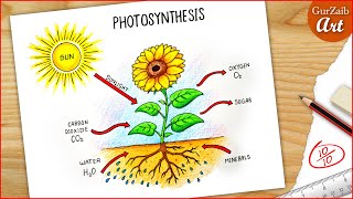 Photosynthesis Diagram Drawing CBSE / easy way / labeled Science project