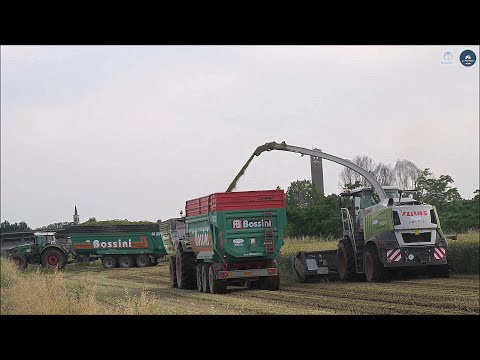 Claas Jaguar 980 (497) + Domai MPD 611 - Gavazzoni S.R.L. - Trinciatura triticale 2023
