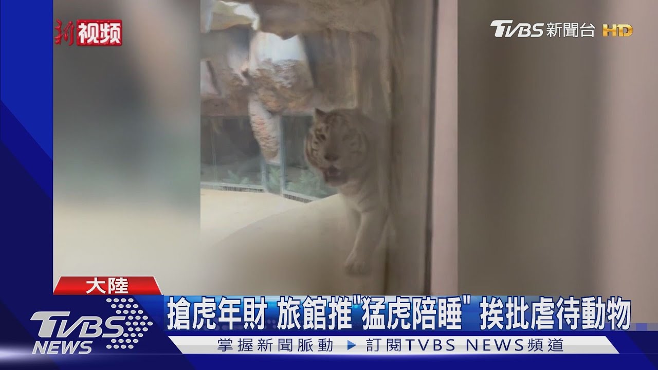 搶虎年財！旅館推「猛虎陪睡」　挨批虐待動物