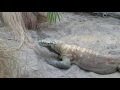 Komodo Dragon Opens Mouth