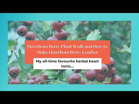 Hawthorn Fruit Leather