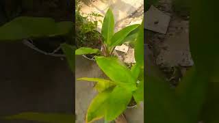 Download lagu nama nama bunga 😁 mp3 Download lagu nama nama bunga 😁 mp3