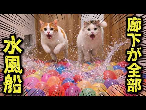 Cats charging through the hallway, destroying water balloons