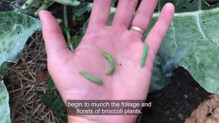 Bugs in Broccoli? Here