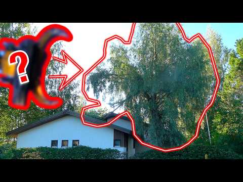 2025 Job 31: Tree Too Big to Fell Normally… So We Tried Something Else