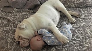 Funny English Bulldog playing with babies | Dog loves Baby Compilation