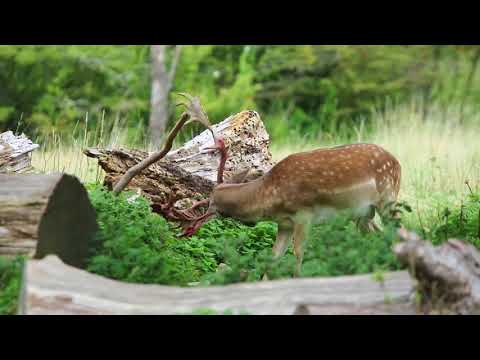 download lagu mp3 mp4 Buy Deer Antlers Australia, download lagu Buy Deer Antlers Australia gratis, unduh video klip Buy Deer Antlers Australia