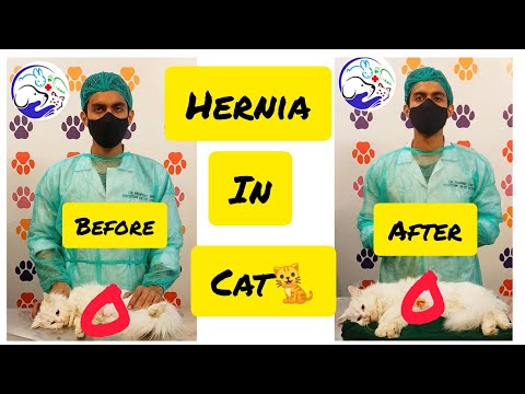 HERNIA IN CAT CAT/KITTEN | BEFORE AND AFTER | VET SURGEON