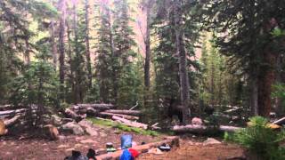 Moose Walks Through Our Campsite - Rocky Mountain National Park - Tonahutu Creek Trail