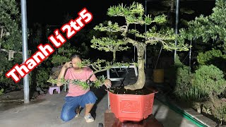 Cheap La Han Pine Garden | La Han Pine Bonsai Nam Dinh