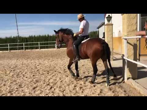 Rafael Soto Andrade & Importante SS