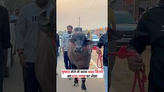 Download lagu #pushkarfair2025 #pushkarfair #pushkarbasa #basa #cow #cowvideos mp3