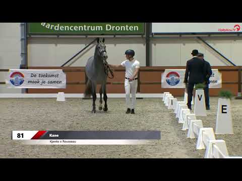 Kane (Kjento x Rousseau x Casanova) NRPS goedgekeurde dressuurhengst - HK 3de bezichtiging 2023