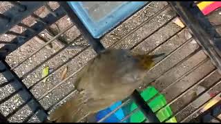 Download lagu suara merbah lekir mp3 mp3