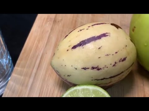 Growing Pepino Plant Update | South American Melon | South Florida Garden