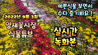 2022년 9월 3일 토요일   예쁜식물들 보면서 수다즐겨봐요   #양재꽃시장 #식물튜브