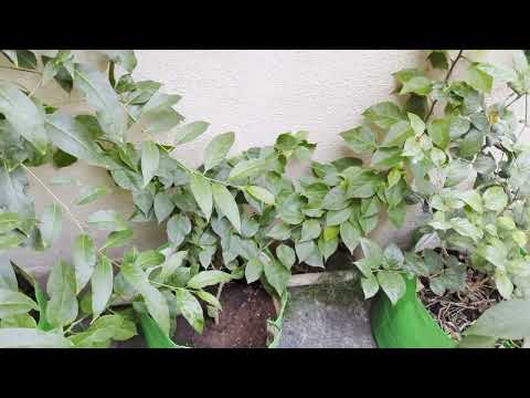 How I Feed My Plants for Healthy Growth | Home Garden Fertilizer Guide