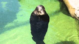 Cover art for Spinning Seal