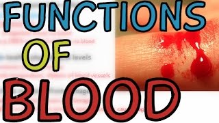 The Circulatory System: Functions of Blood - Explained in 2 minutes!