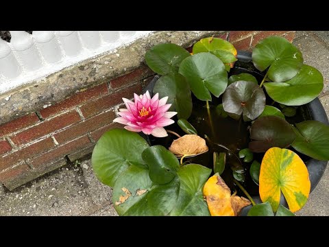 Blooms & Beyond : A Journey Through Shaji’s Garden