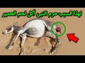 أغنية لماذا حذرنا النبيﷺ ونهانا من اكل لحم الحمير واعتبرها فسق وفجور وماذا يحدث لجسدك إذا أكلتها ستبكى mp3 أغنية لماذا حذرنا النبيﷺ ونهانا من اكل لحم الحمير واعتبرها فسق وفجور وماذا يحدث لجسدك إذا أكلتها ستبكى mp3