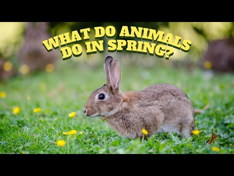 Epic: What Do Animals Do In Spring? #spring