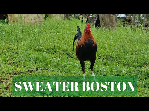 SWEATER BOSTON