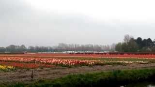 On the way to Keukenhof