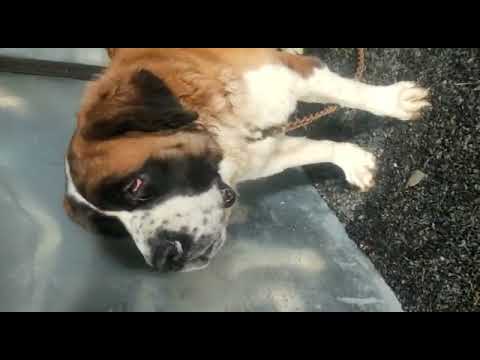 Saint proven female avabile age 2year location ganj basoda dist Vidisha m p co. 9098740288