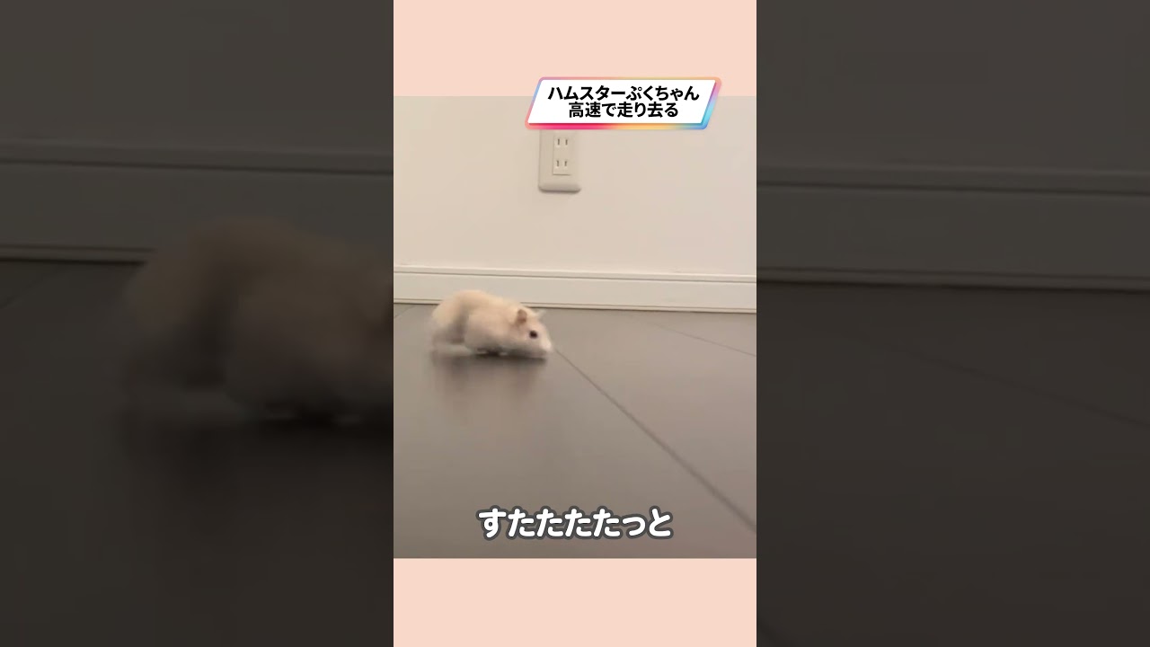 走り去るハムスターが可愛い【ててらぼペット部】