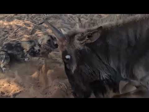 Wild dogs attack wildebeest - Tswalu, South Africa