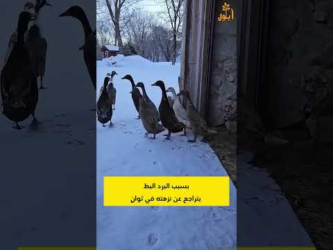 بسبب البرد البط يتراجع عن نزهته في ثوانٍ