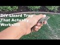 DIY Lizard Trap That Actually Works!!!!!