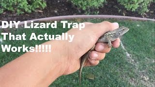 DIY Lizard Trap That Actually Works!!!!!