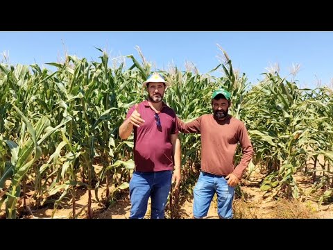 MILHO PRONTO PARA SILAGEM/ SÍTIO LAGOA DO PAJEÚ 