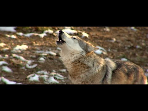 Shaq James - Godzilla ( Official Video) Shot By @Foolwiththecamera