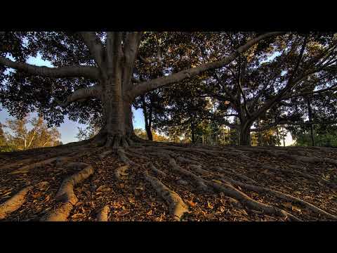 Trzycha / 3h  - Moje Korzenie Remastered [WuWuA 1997] (Tede, Ceube, JanMarian)