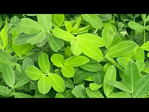 # madvi ma 2ju pani slu kru