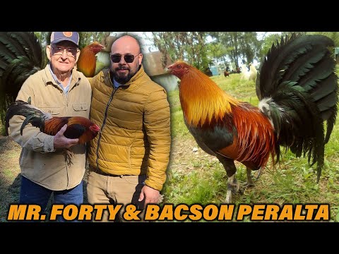 Mr Forty Penny Bates Hatch Butcher Frost Grey  | Bacson Peralta Farm Visit Beautiful Birds