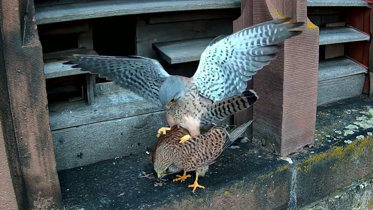 Turmfalken lassen es wieder krachen! | 23.03.2025