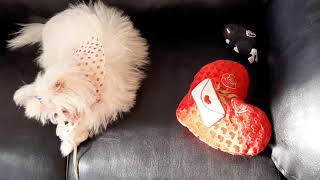 Cachorrinha Bibi e o #lencinho de #bolinhas vermelhas