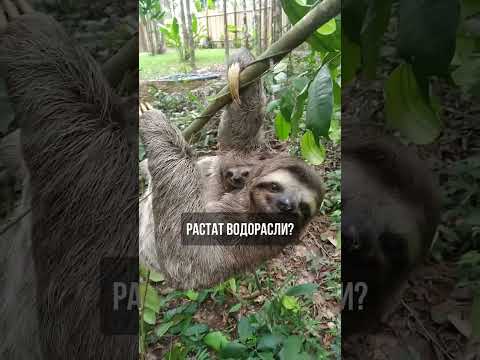Знаете ли, че ленивците се придвижват толкова бавно, че по козината им растат водорасли?