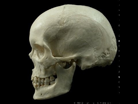 Cranial Vault Hold Palpation & Theory