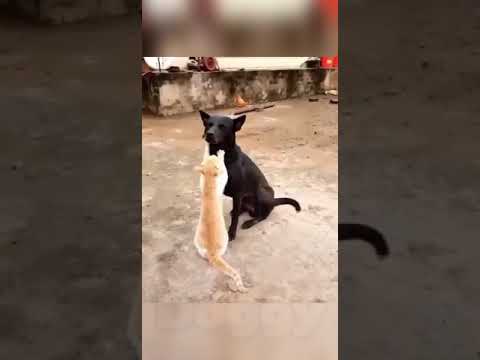 cat and dog frendship bonding