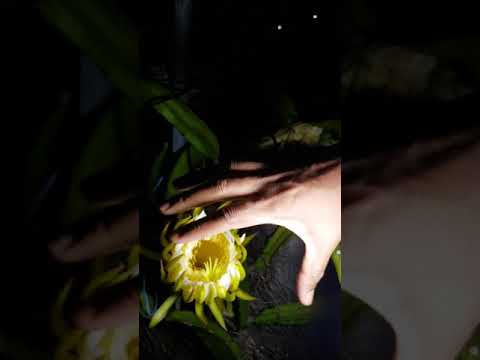 Pitaya Vinesh flower open at 21hr